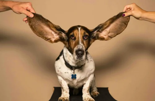 A dog with big ears